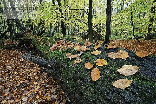 Buchenwald im Herbst  Totholz  Bottrop  Ruhrgebiet  Nordrhein-Westfalen  Deutschland  Europa