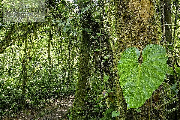 Regenwald im Tapanti Nationalpark  Orosi  Cartago  Costa Rica  Mittelamerika
