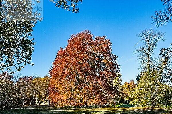Rotbuche im Marly-Garten im Herbst  Weltkulturerbe Park Sanssouci  Potsdam  Brandenburg  Deutschland  Europa