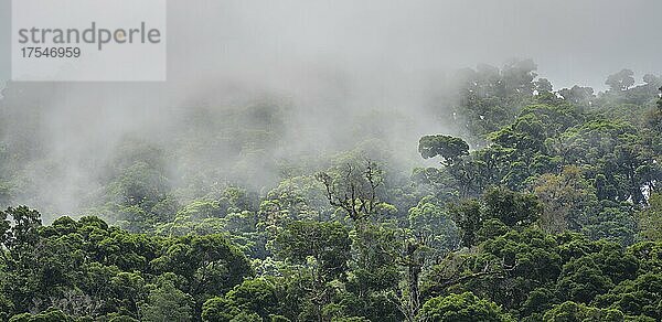Regenwald mit Nebel  San Gerardo de Dota  Provinz San José  Costa Rica  Mittelamerika