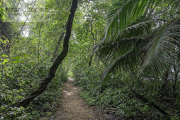 Weg durch den Regenwald  Cahuita Nationalpark  Puerto Limón  Costa Rica  Mittelamerika