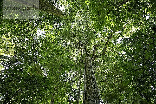Tropischer Regenwald  Corcovado Nationalpark  Provinz Puntarenas  Costa Rica  Mittelamerika