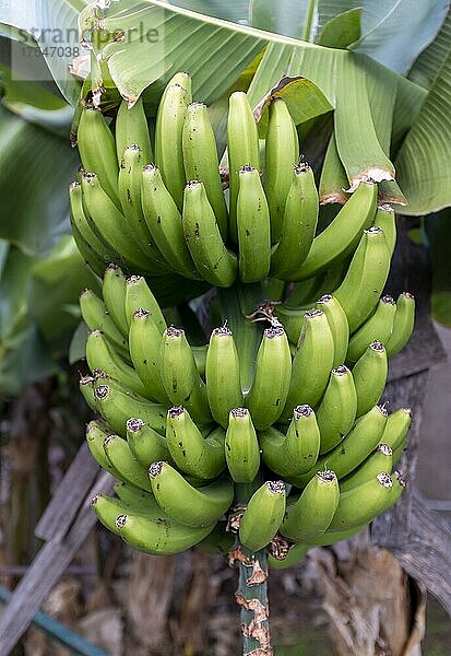 Bananenstaude in Funchal  Madeira  Portugal  Europa