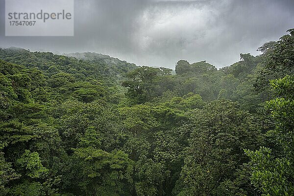 Regenwald im Selvatura Park von einer Hängebrücke aus gesehen  Monteverde  Provinz Guanacaste  Costa Rica  Mittelamerika