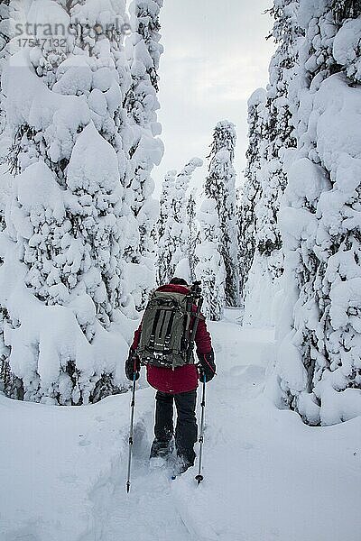 Fotografin mit Schneeschuhen zwischen schneebedeckten Bäumen  Riisitunturi-Nationalpark  Lappland  Finnland  Europa