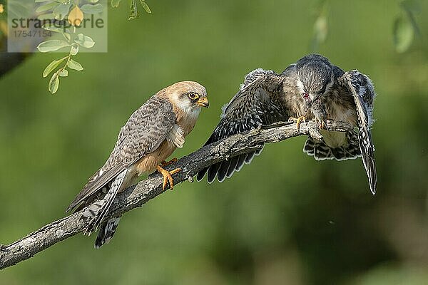 Rotfußfalke (Falco vespertinus)  Weibchen übergibt Maus an Jungvogel  Nähe Hotobagyi-Puszta  Ungarn  Europa