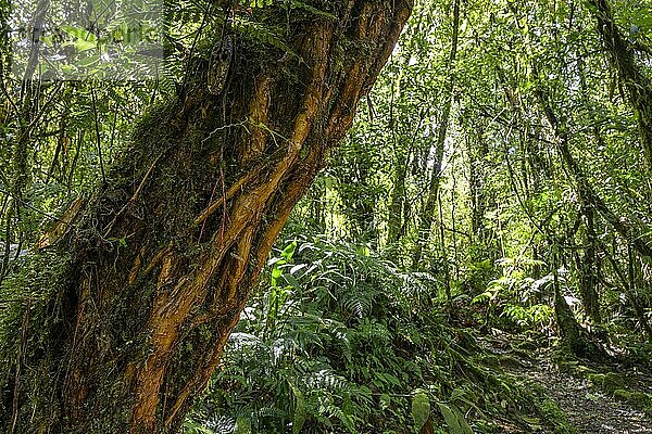 Baumstamm mit Wurzelgeäst im Tapanti Nationalpark  Orosi  Cartago  Costa Rica  Mittelamerika