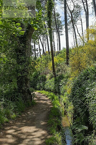 Levada-Wanderweg von Camacha zum Botanischen Garten in Funchal auf Madeira  Portugal  Europa