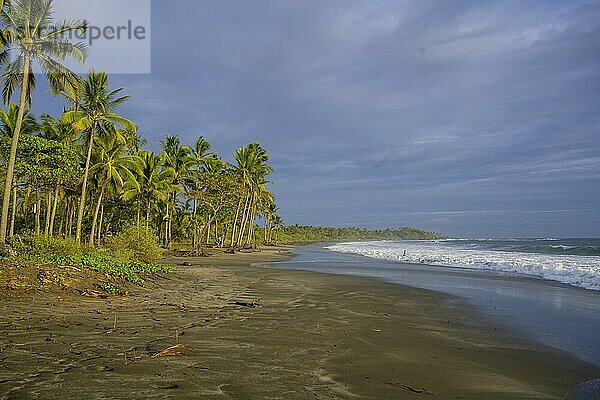 Strand mit Palmen und Wellen bei Junquillal  Santa Cruz  Provinz Guanacaste  Costa Rica  Mittelamerika