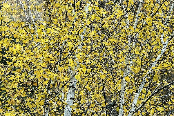 Birke (Betula)  Zweige mit Herbstlaub  Baden-Württemberg  Deutschland  Europa