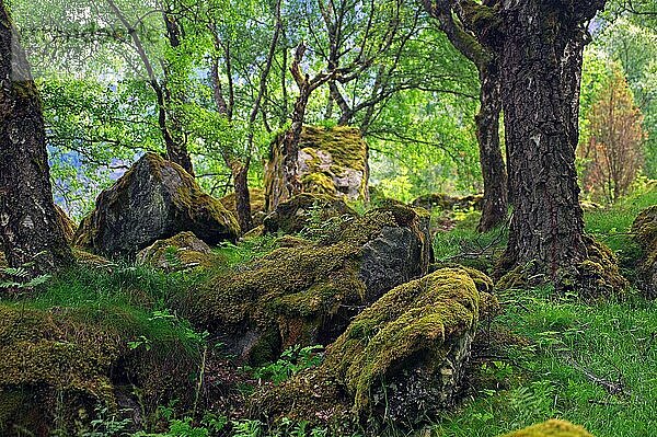 Moosbewachsene Felsen im Wald  Lusterfjord  Feigumsfossen  Norwegen  Europa