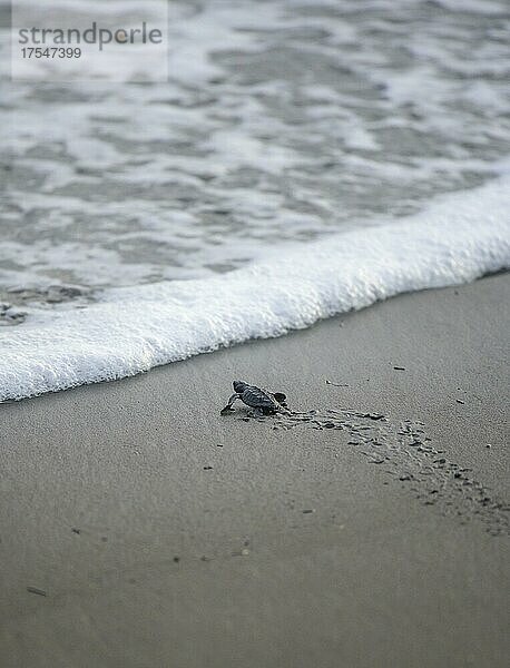 Frisch geschlüpfte Oliv-Bastardschildkröte (Lepidochelys olivacea) kriecht über Sand dem Meer entgegen  Junquillal  Santa Cruz  Provinz Guanacaste  Costa Rica  Mittelamerika