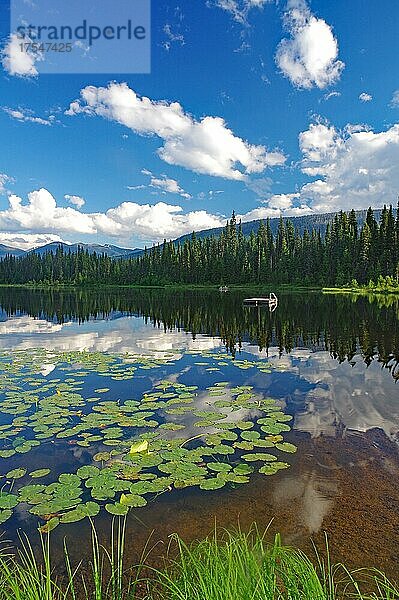 See mit Seerosen  Wald und Berge  La Salle Lakes  Prince George  British Columbia  Kanada  Nordamerika
