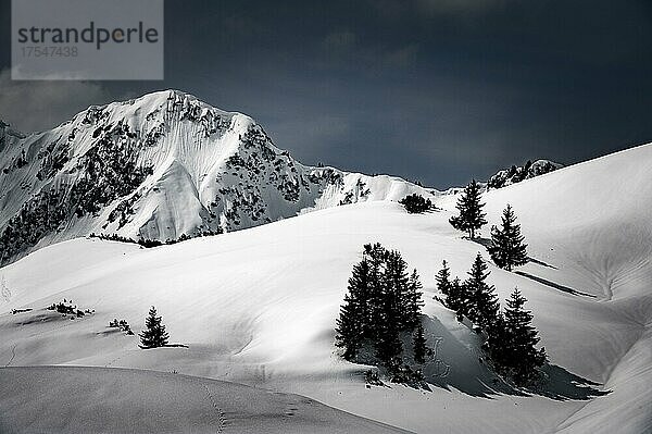 Winterliche Berglandschaft mit Baumgruppe im Vordergrund  Rietzlern  Kleinwalsertal  Vorarlberg  Österreich  Europa