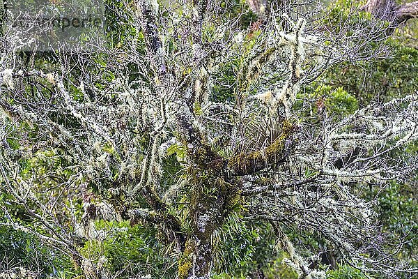 Mit Moosen und Flechten behangene Bäume  San Gerardo de Dota  Provinz San José  Costa Rica  Mittelamerika