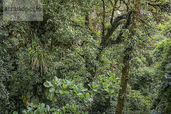 Regenwald im Selvatura Park von einer Hängebrücke aus gesehen  Monteverde  Provinz Guanacaste  Costa Rica  Mittelamerika