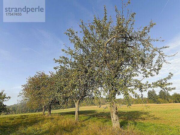 Apfelbäume in Reihe  Hochstämme in der Landschaft  Hessen  Deutschland  Europa