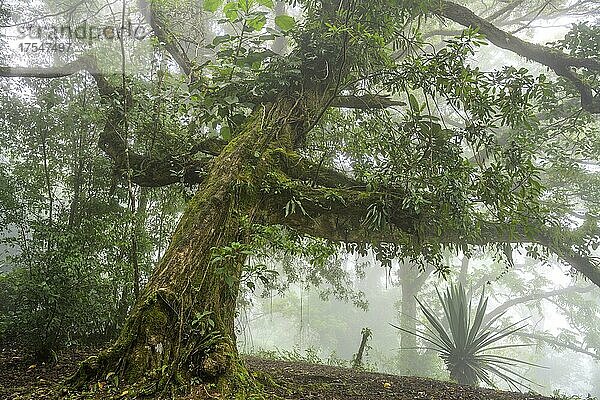 Regenwald  Nebelstimmung im Regenwald  Naturschutzgebiet Curi Cancha  Monteverde  Provinz Puntarenas  Costa Rica  Mittelamerika