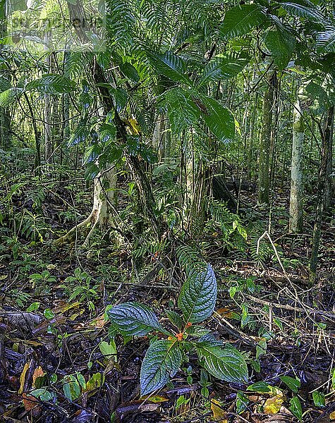 Regenwald im Morgenlicht  Biologische Station La Selva  Sarapiqui  Heredia  Costa Rica  Mittelamerika