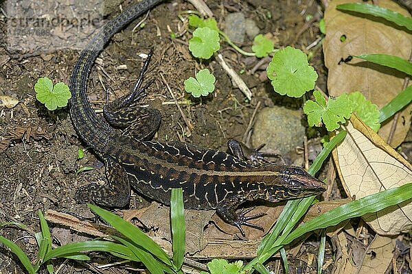 Zentralamerikanische Ameive (Ameiva festiva)  Nationalpark Tenorio  Upala  Provinz Alajuela  Costa Rica  Mittelamerika