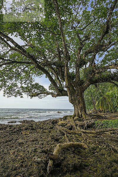 Baumwurzeln und Korallen die durch ein Erdbeben aus dem Wasser gehoben wurden  Karibikküste  Cahuita  Puerto Limón  Costa Rica  Mittelamerika
