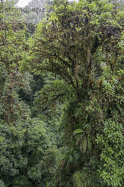 Regenwald im Selvatura Park von einer Hängebrücke aus gesehen  Monteverde  Provinz Guanacaste  Costa Rica  Mittelamerika