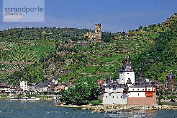 Burg Pfalzgrafenstein im Rhein und Burg Gutenfels  Weinberge  Mittelrheintal  Unesco Weltkulturerbe  Rheinland-Pfalz  Deutschland  Europa