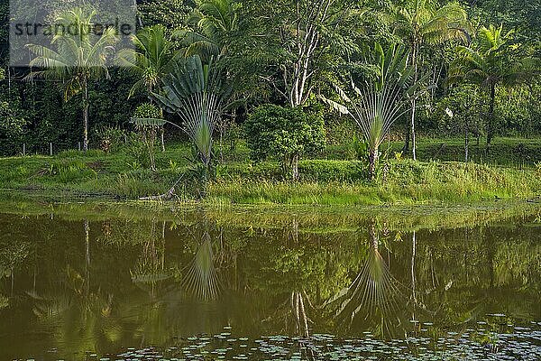 Palmen spiegeln sich im See unterhalb der Laguna del Lagarto Eco-Lodge  San Carlos  Provinz Alajuela  Costa Rica  Mittelamerika