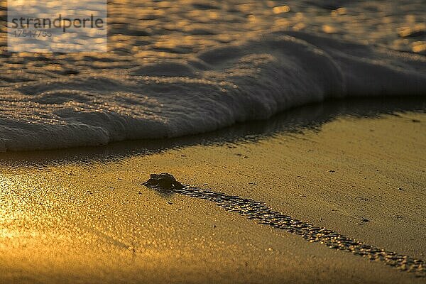 Frisch geschlüpfte Oliv-Bastardschildkröte (Lepidochelys olivacea) kriecht über Sand im goldenen Abendlicht dem Meer entgegen  Junquillal  Santa Cruz  Provinz Guanacaste  Costa Rica  Mittelamerika