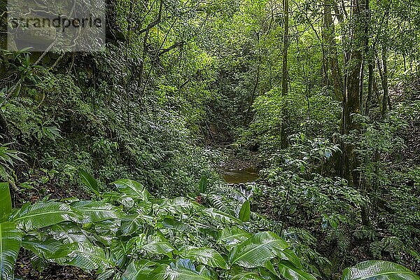Regenwald  Bach im Naturschutzgebiet Curi Cancha  Monteverde  Provinz Puntarenas  Costa Rica  Mittelamerika