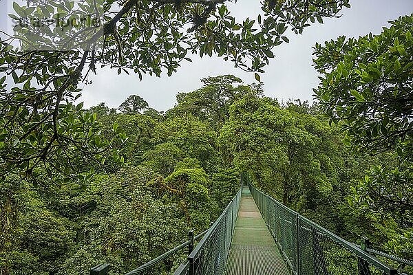 Hängebrücke im Selvatura Park  Monteverde  Provinz Guanacaste  Costa Rica  Mittelamerika