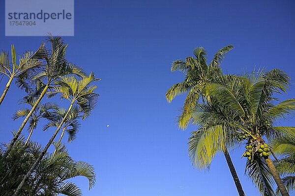 Palmen vor blauem Himmel  Guacamaya Lodge  Junquillal  Santa Cruz  Provinz Guanacaste  Costa Rica  Mittelamerika