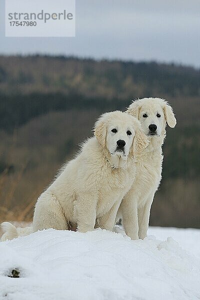 Kuvasz und Podlahanski im Schnee sitzend  Arnsberg  Nordrhein-Westfalen  Deutschland  Europa