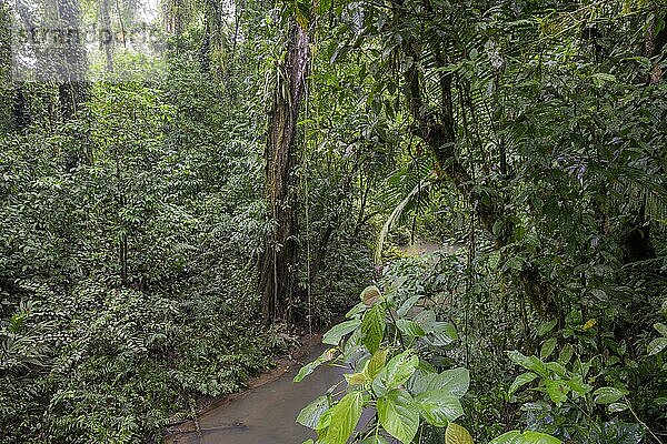 Regenwald an einem Bach  Biologische Station La Selva  Sarapiqui  Heredia  Costa Rica  Mittelamerika
