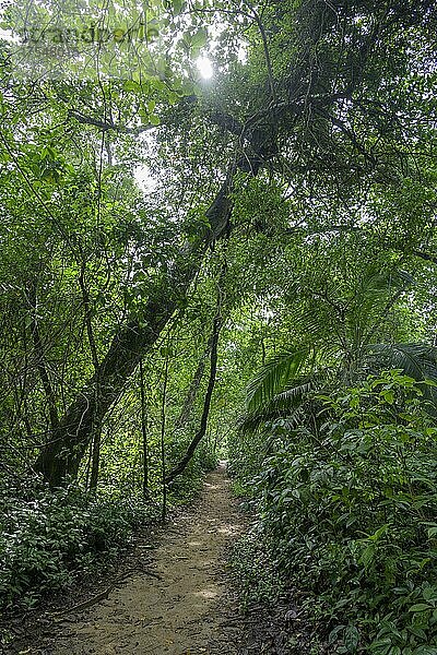 Weg durch den Regenwald  Cahuita Nationalpark  Puerto Limón  Costa Rica  Mittelamerika