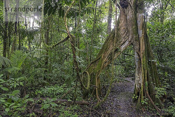 Wanderweg führt durch Baum mit V-förmiger Öffnung hindurch  Biologische Station La Selva  Sarapiqui  Heredia  Costa Rica  Mittelamerika
