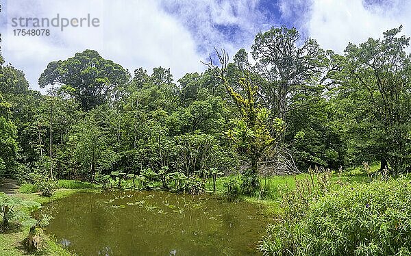 Regenwald  Teich im Naturschutzgebiet Curi Cancha  Monteverde  Provinz Puntarenas  Costa Rica  Mittelamerika