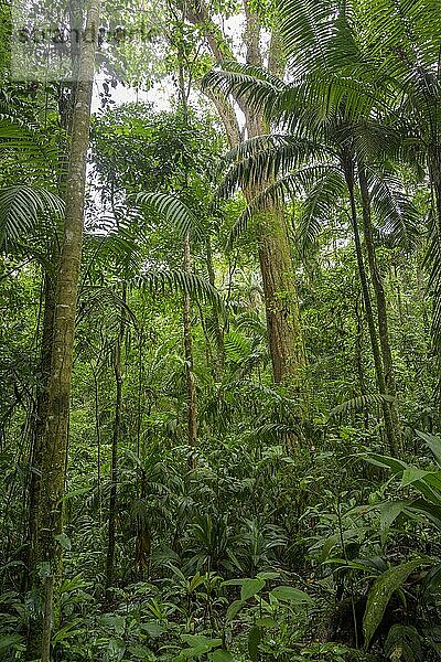Regenwald  Biologische Station La Selva  Sarapiqui  Heredia  Costa Rica  Mittelamerika