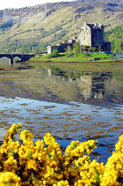 Burg spiegelt sich im Wasser  Brücke  blühender Ginster und Berge  Eilean Donan Castle  Highlands  Dornie  Schottland  Großbritannien  Europa