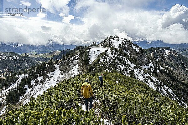 Zwei Wanderer auf Wanderweg durch Latschenkiefern  Wanderung zum Geigelstein im Frühling  Chiemgauer Alpen  Bayern  Deutschland  Europa