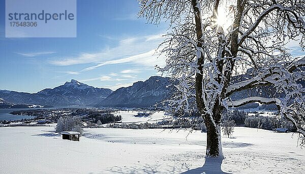 Blick ins verschneite Mondseeland mit Schafberg und Drachenwand  Mondsee  Salzkammergut  Oberösterreich  Österreich  Europa