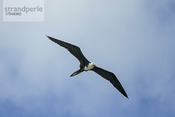 Prachtfregattvogel (Fregata magnificens) Jungtier mit weißem Bauchgefieder  Baya Avellana  Junquillal  Santa Cruz  Provinz Guanacaste  Costa Rica  Mittelamerika