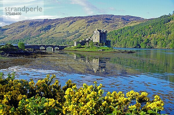 Burg spiegelt sich im Wasser  Brücke  blühender Ginster und Berge  Eilean Donan Castle  Highlands  Mai  Dornie  Schottland  Großbritannien  Europa