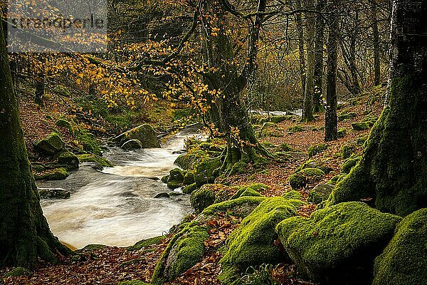 Bergbach in herbstlichem Laubwald  Glendalough  Wicklow  Irland  Europa