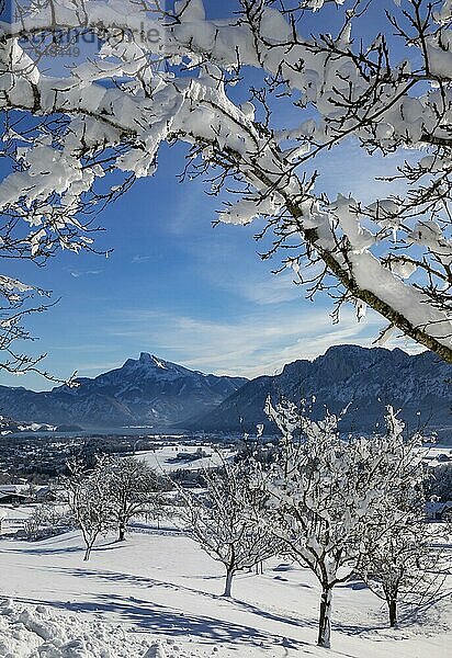 Blick ins verschneite Mondseeland mit Schafberg und Drachenwand  Mondsee  Salzkammergut  Oberösterreich  Österreich  Europa