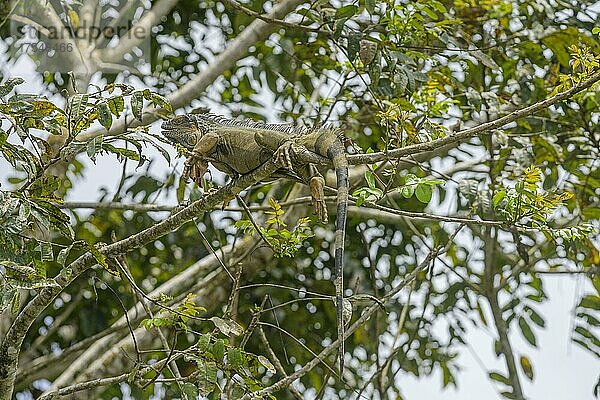 Grüner Leguan (Iguana iguana) ruht auf Baumast  San Carlos  Provinz Alajuela  Costa Rica  Mittelamerika