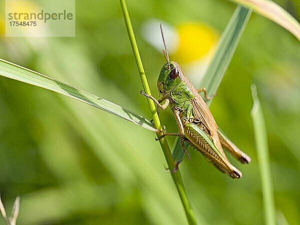 Gemeiner Grashüpfer (Chorthippus parallelus)  Hessen  Deutschland  Europa