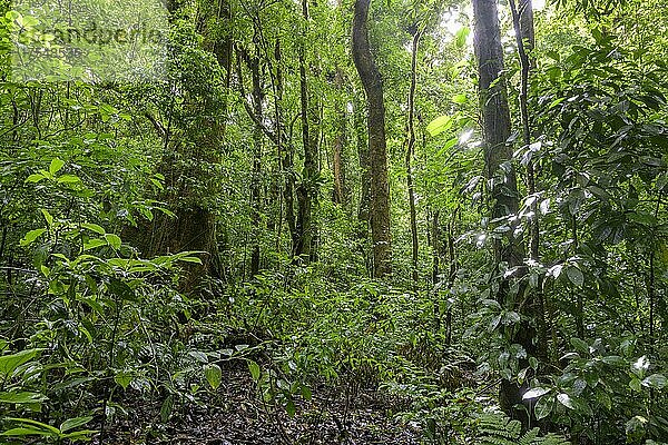 Regenwald  Naturschutzgebiet Curi Cancha  Monteverde  Provinz Puntarenas  Costa Rica  Mittelamerika