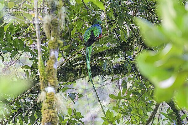 Männlicher Quetzal (Pharomachrus mocinno)  San Gerardo de Dota  Provinz San José  Costa Rica  Mittelamerika