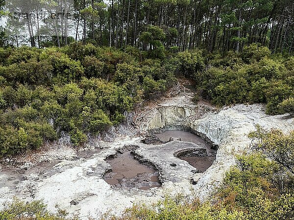 Thermalquellen  Waiotapu  Taupo Vulkanregion  Rotorua  Nordinsel  Neuseeland  Ozeanien